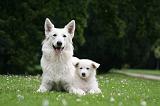 BERGER BLANC SUISSE - ADULTS ET PUPPIES 070